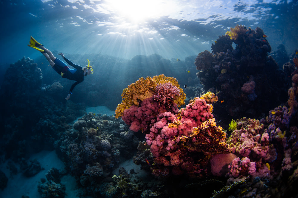 Lặn Ngắm San Hô Bằng Tàu Đáy Kính Vịnh Vĩnh Hy, Ninh Thuận