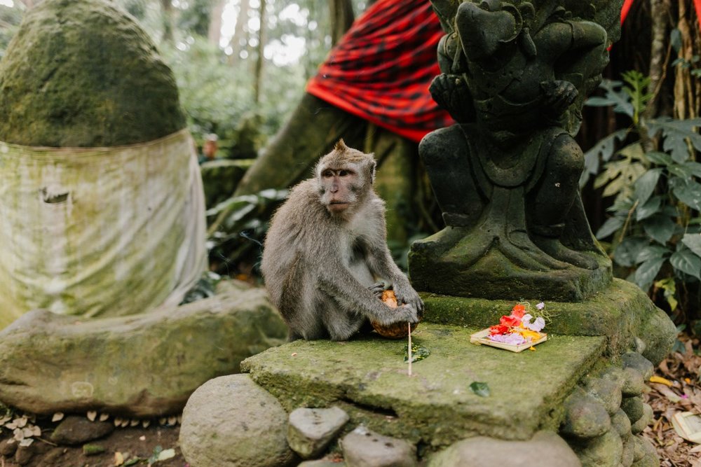 Khám Phá Sacred Monkey Forest Và Chợ Nghệ Thuật Ubud