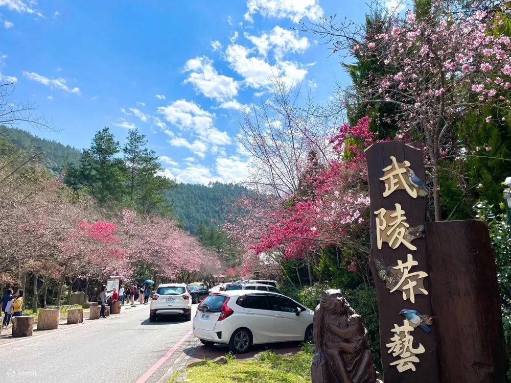武陵農場櫻花季