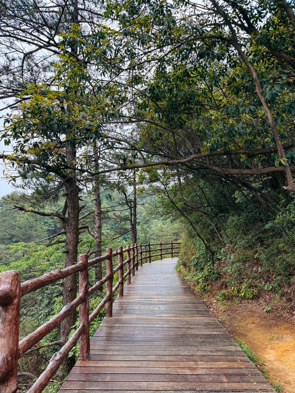 Lower Section of Zhangjiajie National Forest Park - Huangshizhai