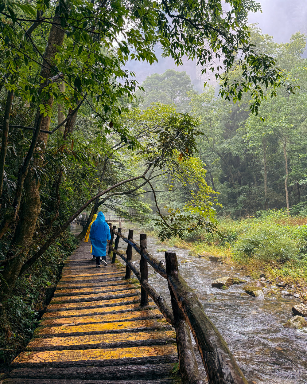 Lower Section of Zhangjiajie National Forest Park - Golden Whip Stream Walkway