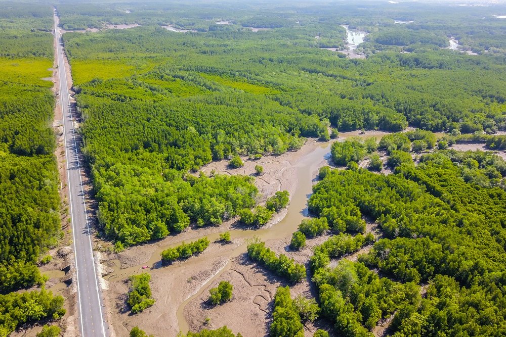 Rừng Ngập Mặn Cần Giờ