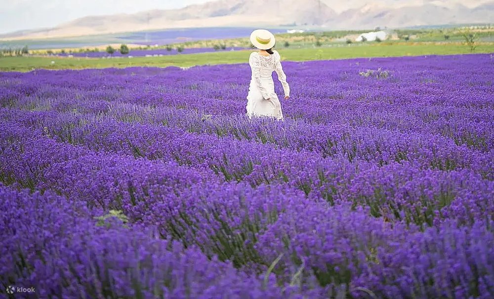 伊犁景點, 霍城薰衣草, 伊犁自由行, 伊犁旅遊攻略