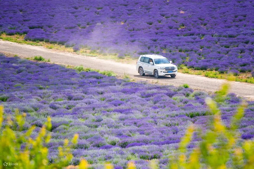 伊犁景點, 霍城薰衣草, 伊犁自由行, 伊犁旅遊攻略