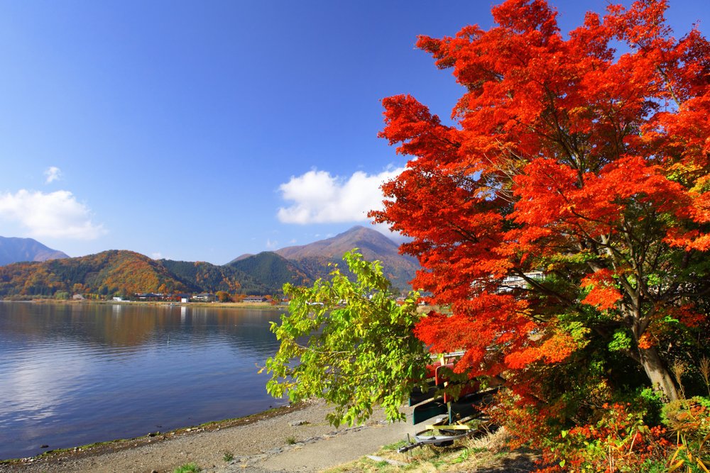 Chi Phí Du Lịch Hồ Kawaguchi 1 Ngày Dự Kiến Từ Tokyo