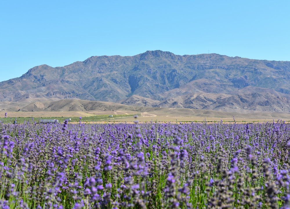 ทุ่งลาเวนเดอร์สีม่วงกว้างไกลในอี๋ว์หยวน (Yili Lavender Fields) ในหน้าร้อน