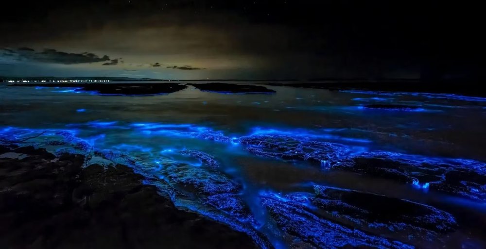 Ngắm Hoàng Hôn Và Xem Cá Phát Sáng