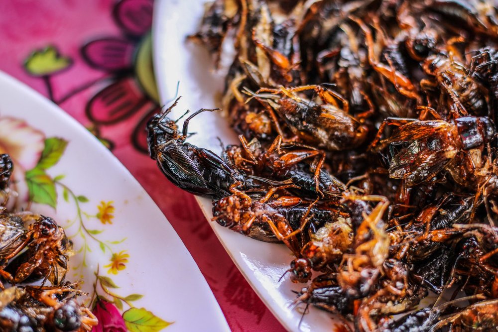 Côn Trùng Chiên -  Món Ăn Lạ Miệng Đầy Thách Thức