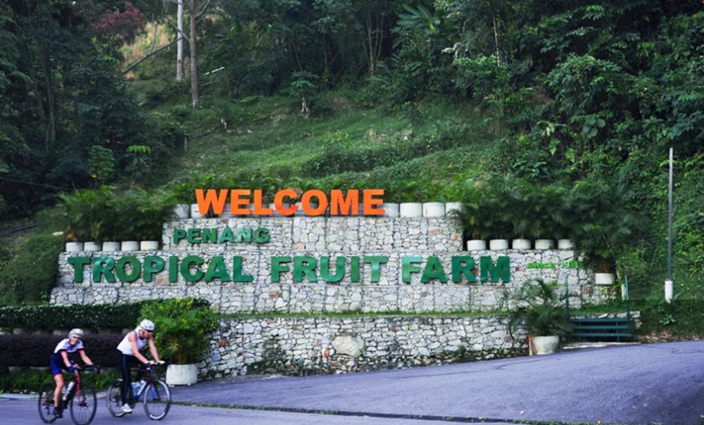 Thưởng Thức Trái Cây Penang Tropical Fruit Farm