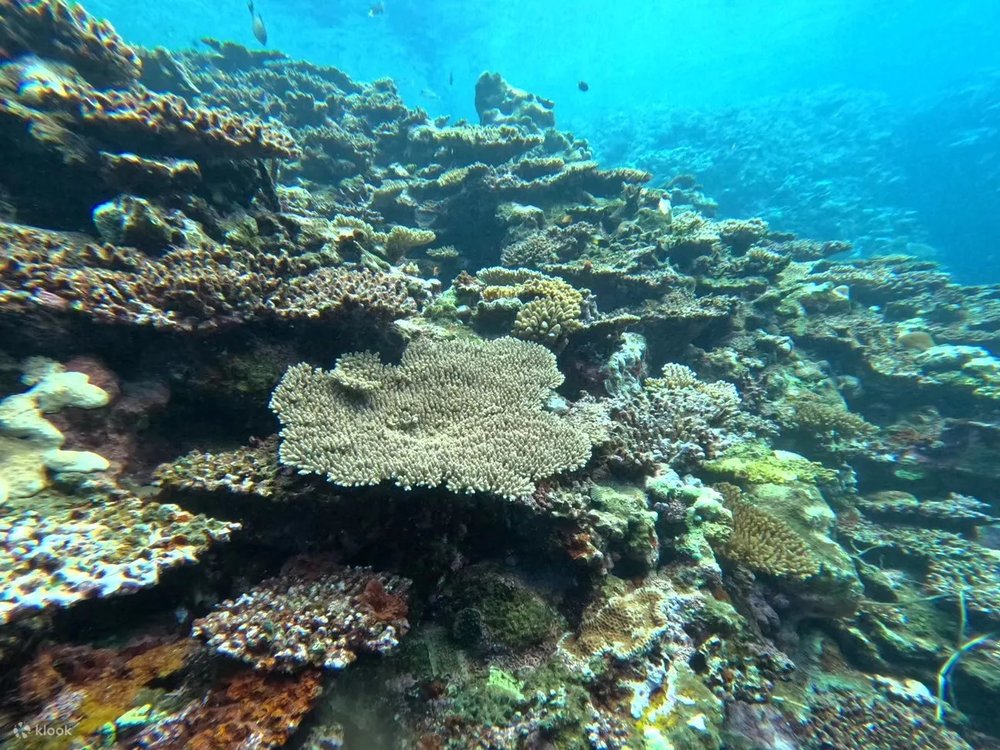 石垣島自由行, 最佳旅遊季節, 石垣島旅遊, 石垣島行程