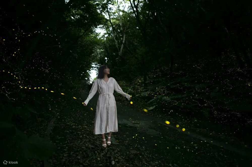 石垣島景點, 八重山姬螢火蟲