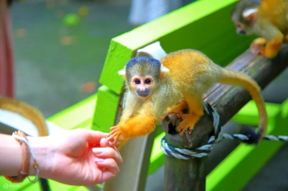 石垣島景點, 八重山民俗園(石垣亞馬村)