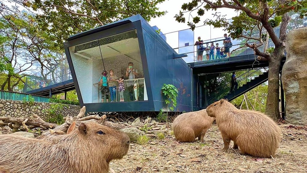 Capybaras－ShouShanZoo (Source: 園區簡介)