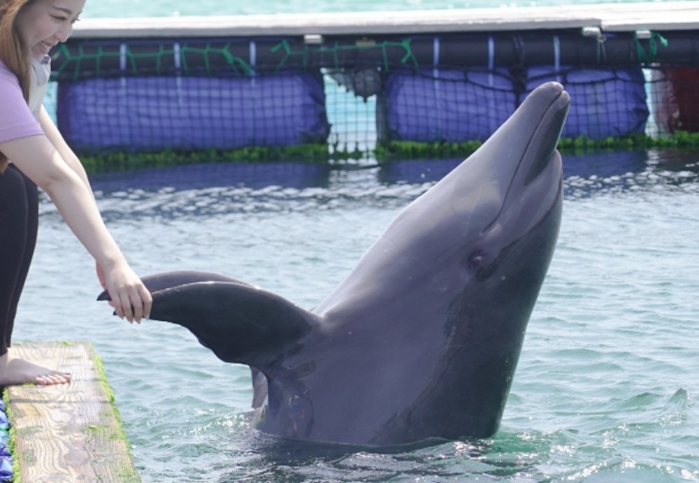 石垣島景點, DOLPHIN FANTASY 石垣島
