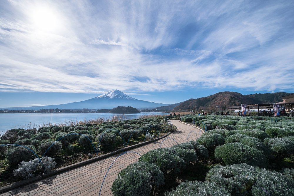 สวนโอชิ พาร์ค (Oishi Park) ริมทะเลสาบคาวากุจิโกะ พร้อมวิวภูเขาไฟฟูจิ