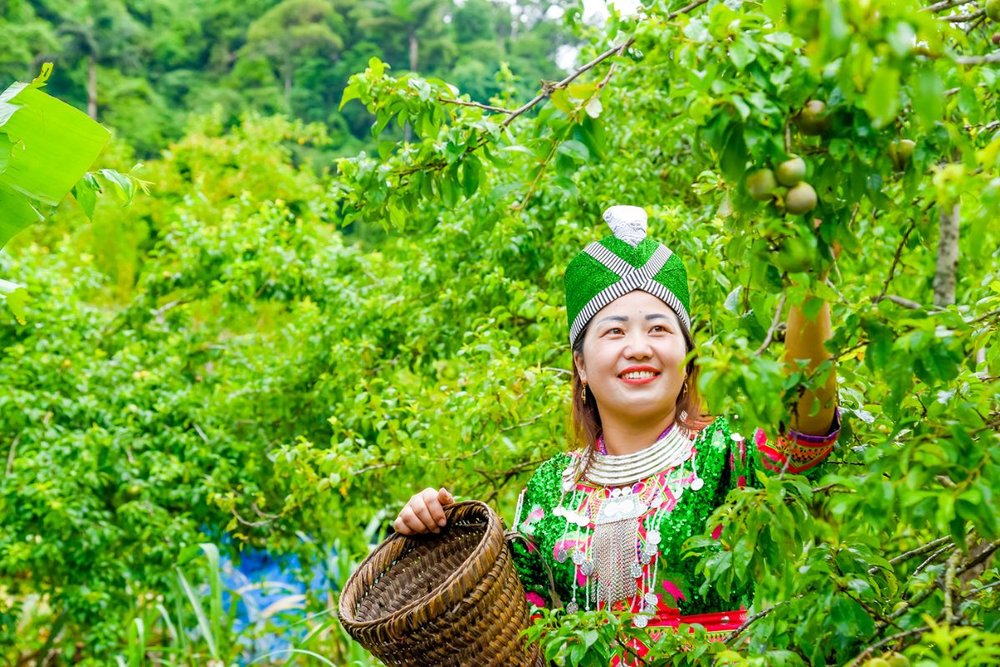 Khảo cây vào giờ Ngọ