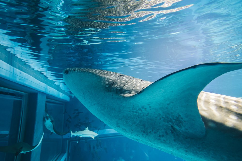 whale shark osaka aquarium kaiyukan