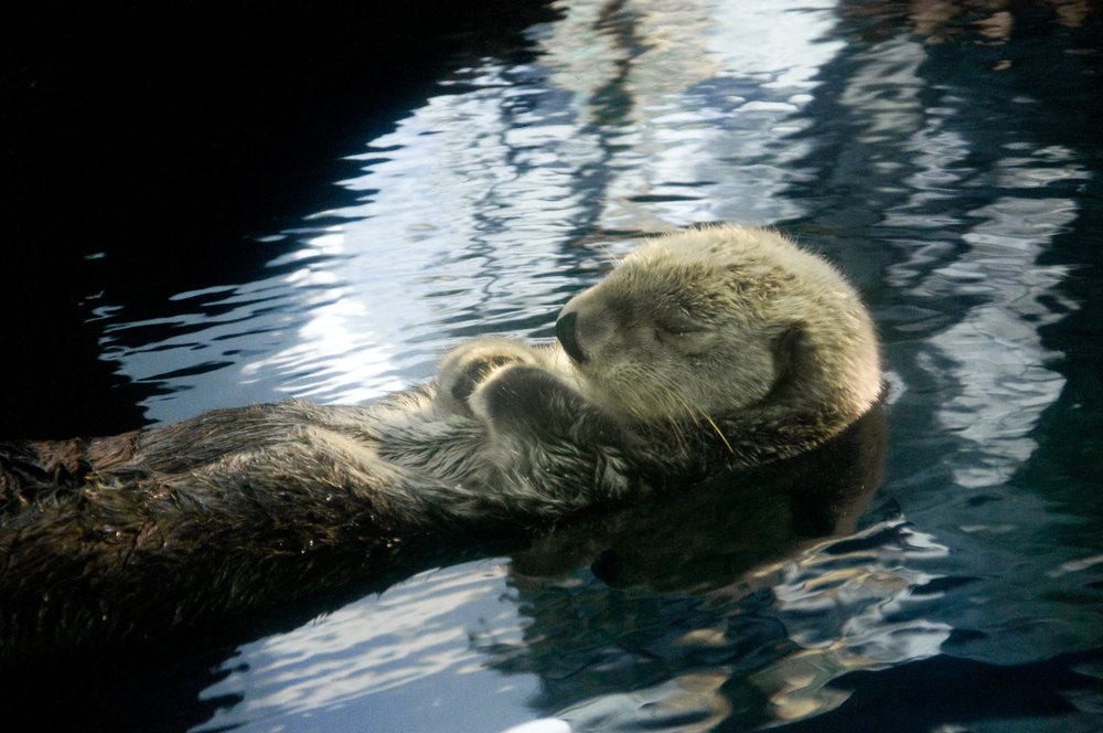 osaka aquarium kaiyukan sea otter