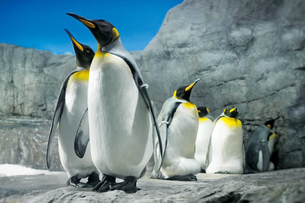 osaka aquarium kaiyukan penguins