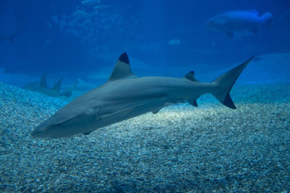 osaka aquarium kaiyukan shark