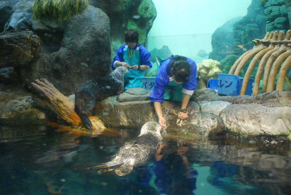 osaka aquarium kaiyukan feeding time