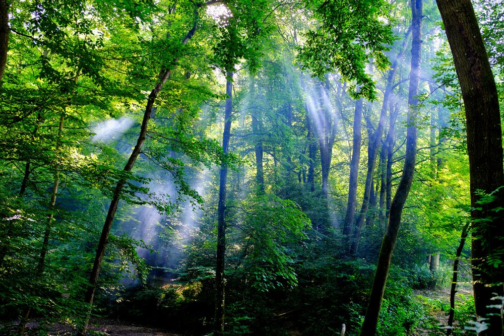 Chinh Phục Những Cung Đường Trekking Đỉnh Nhất Ở Grindelwald