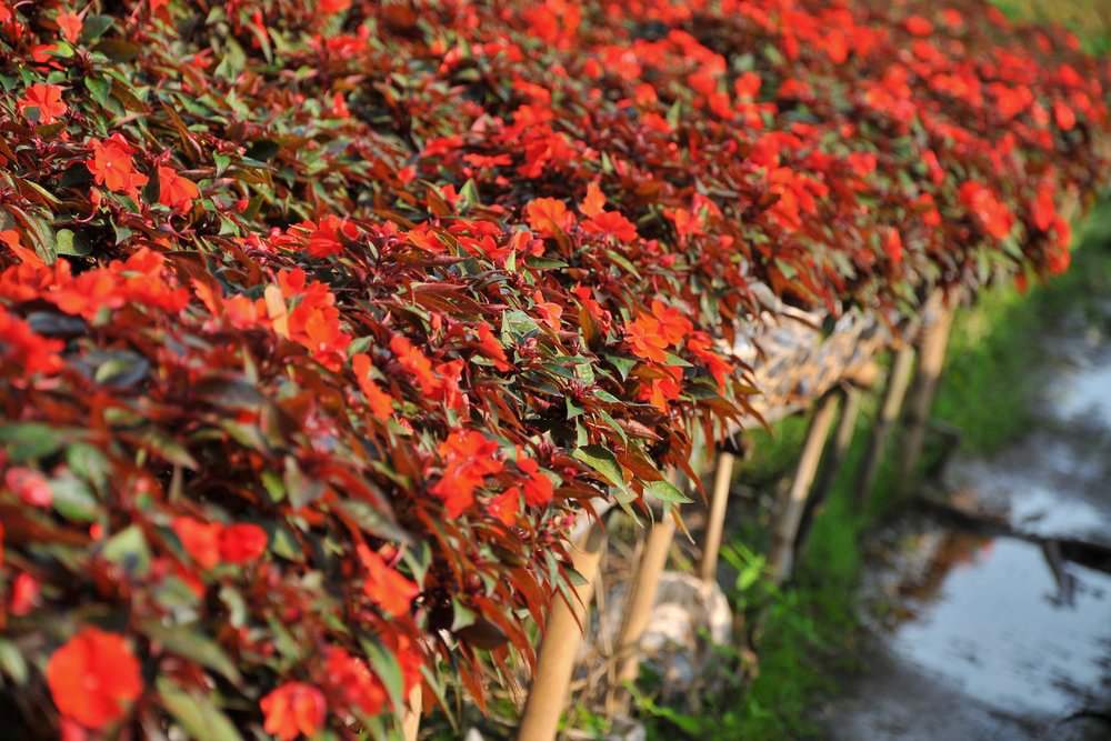 Lịch Sử Làng Hoa Sa Đéc Tại Đồng Tháp