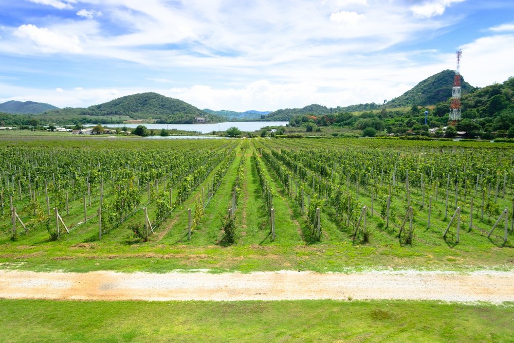 Tham Quan Vườn Nho Silverlake