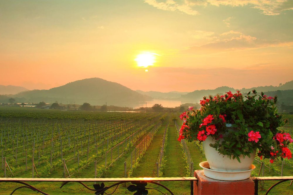 Tham Quan Vườn Nho Silverlake