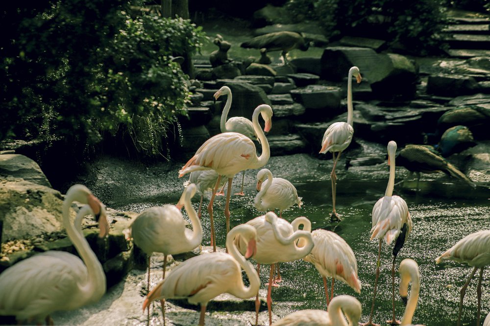 Thảo Cầm Viên Sài Gòn (TP.HCM)