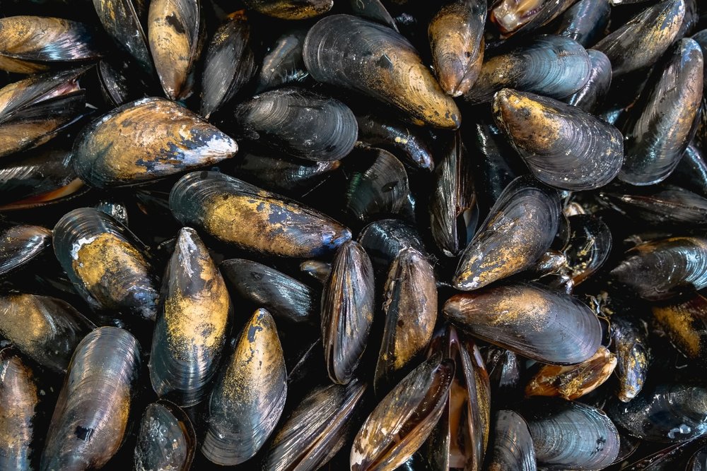 Vọp Nướng Đượm Vị Miền Biển