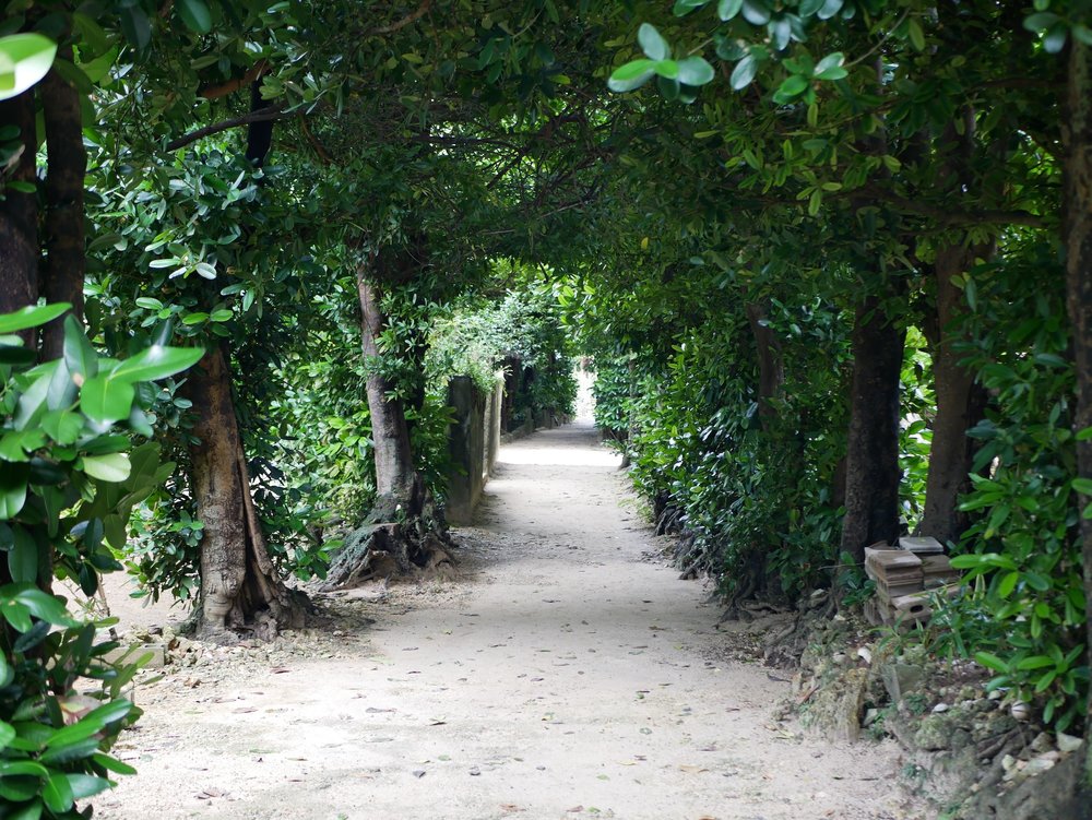 ถนนต้นไม้ฟุคุงิแห่งบิเสะ (Bise-Fukugi Tree Road)