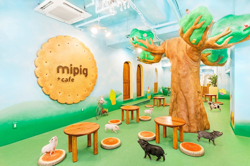 mini pig cafe in osaka