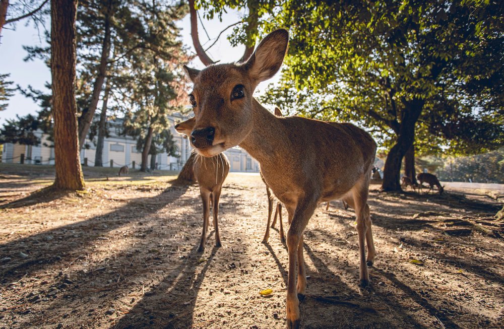 deer in nara park
