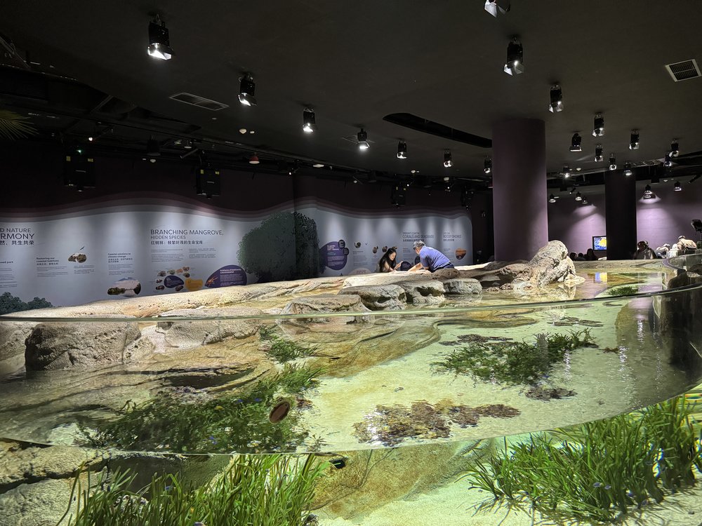 Singapore Oceanarium - Living Mangrove Ecosystem