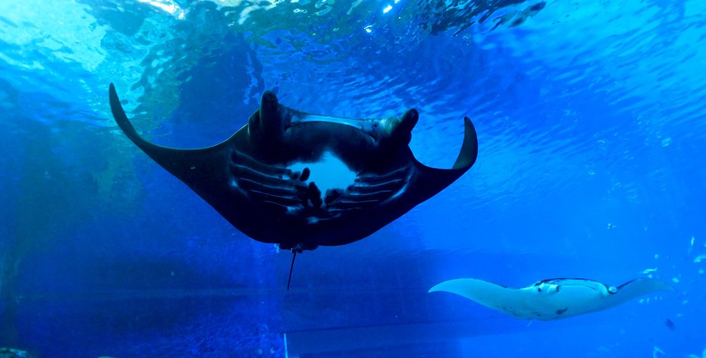 Thủy cung Singapore Oceanarium