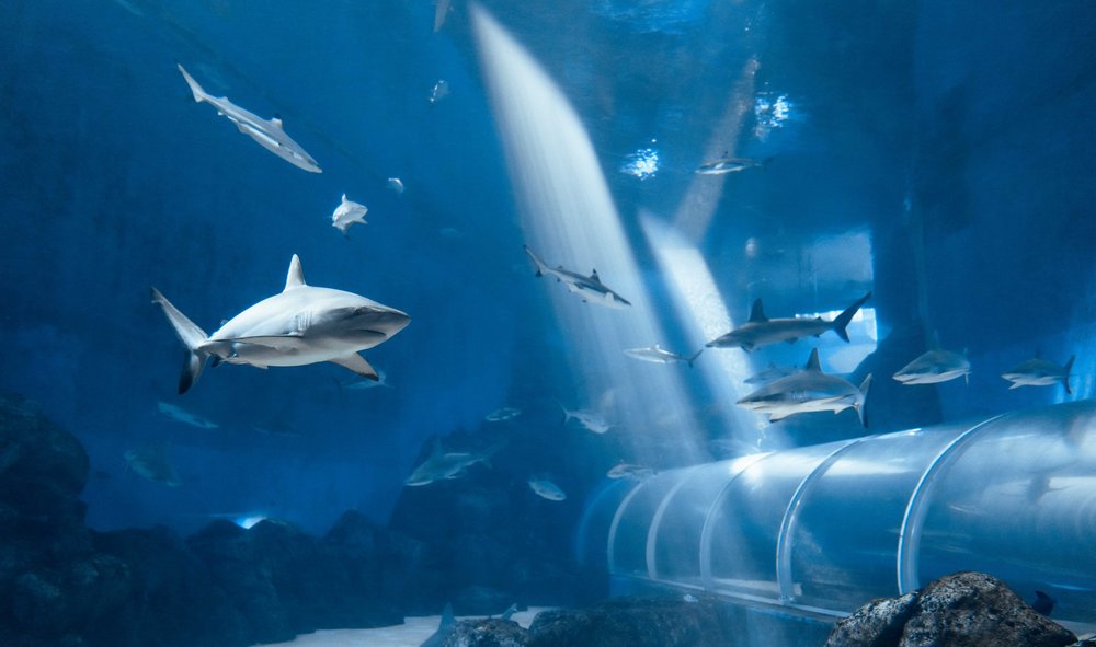 Thủy cung Singapore Oceanarium