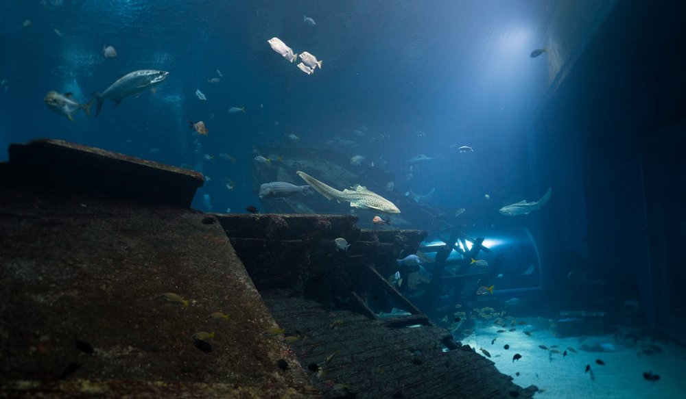 Thủy cung Singapore Oceanarium