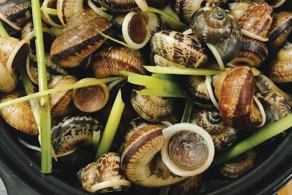 Ốc Núi Ninh Bình Thoảng Vị Thuốc Bắc