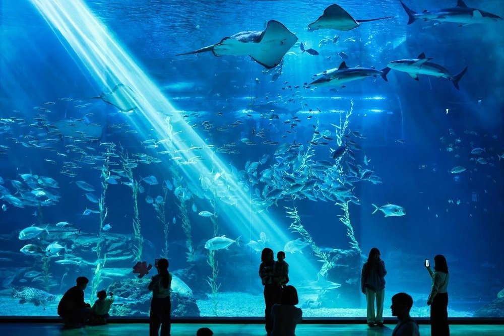 Thủy Cung Aqua Planet Jeju 