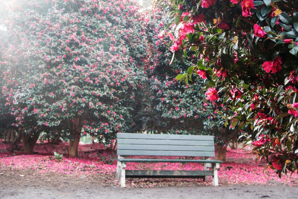 Đồi Camellia Jeju