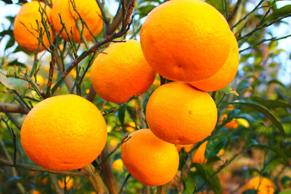 Các Sản Phẩm Từ Quýt Jeju