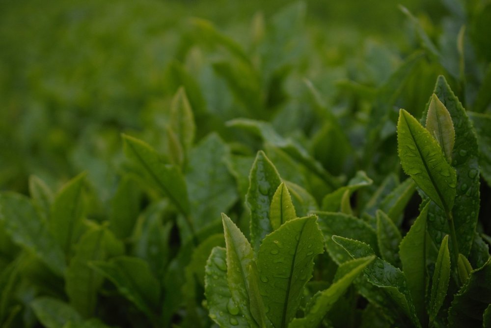 Các Sản Phẩm Từ Trà Xanh