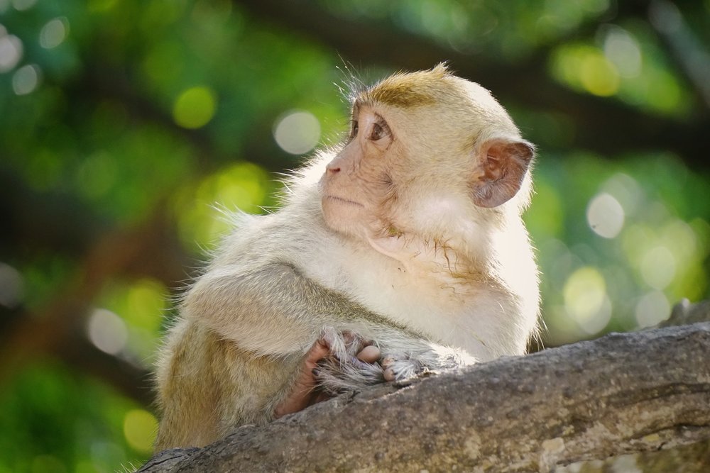 Vui Chơi Tại Đảo Khỉ và Di Chuyển Về Thị Trấn Cát Bà