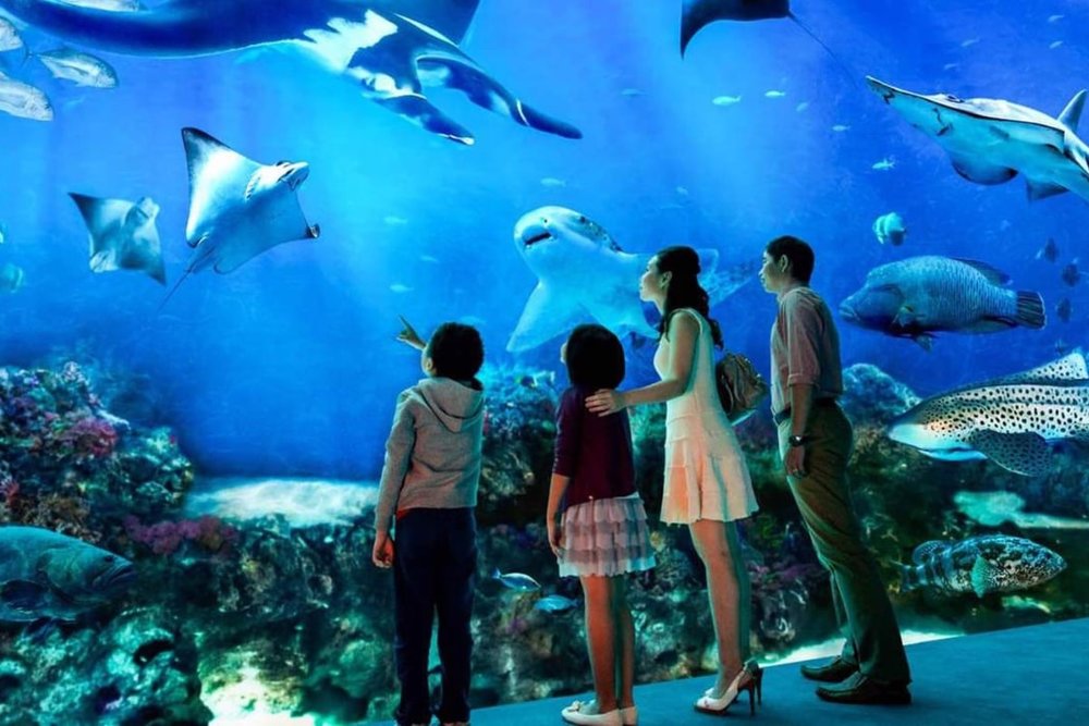 Ocean World - Đại Dương Thu Nhỏ