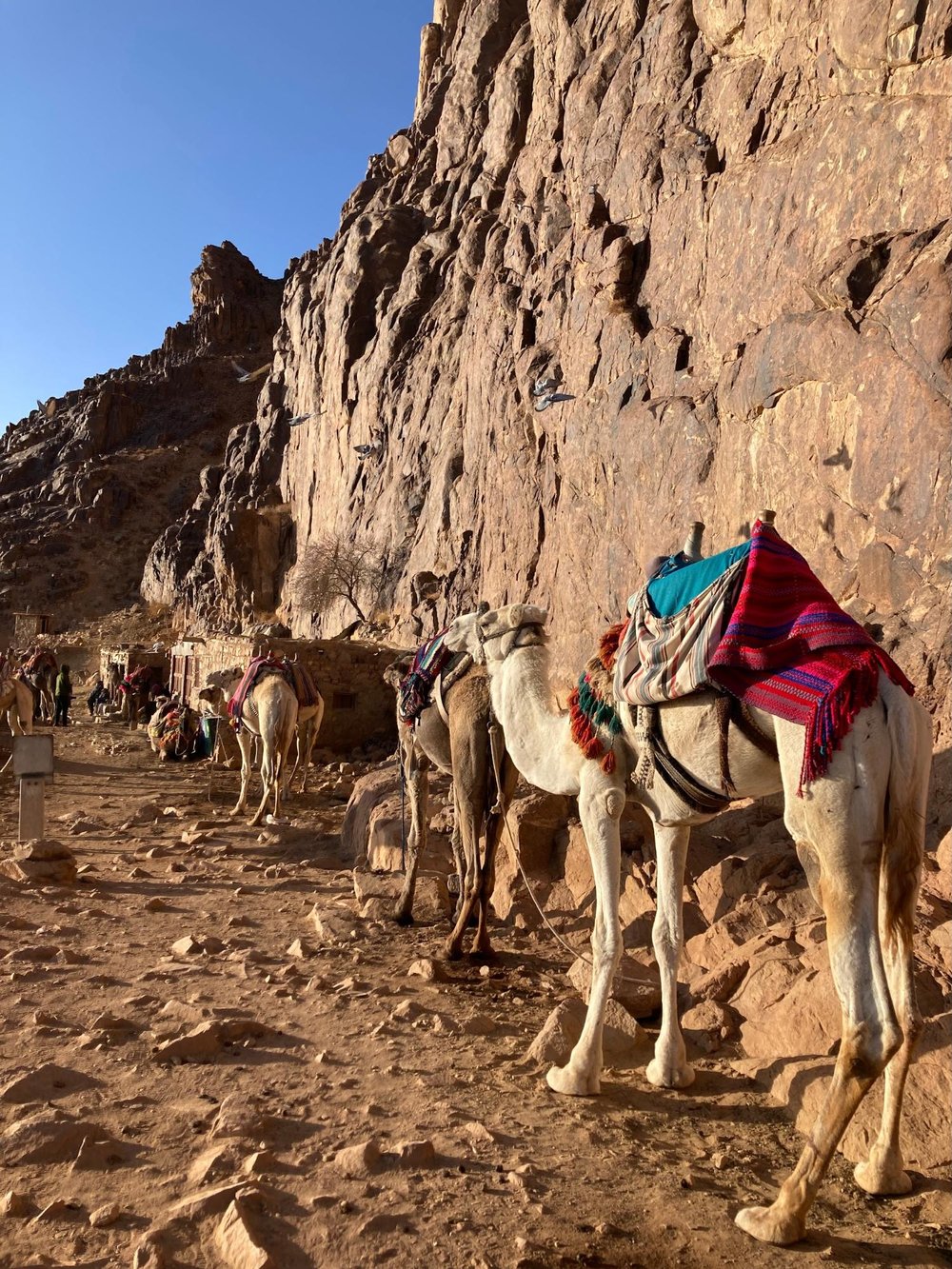 【エジプト】100％おすすめ！シナイ山で感動の朝日を迎えよう　下山　ラクダ