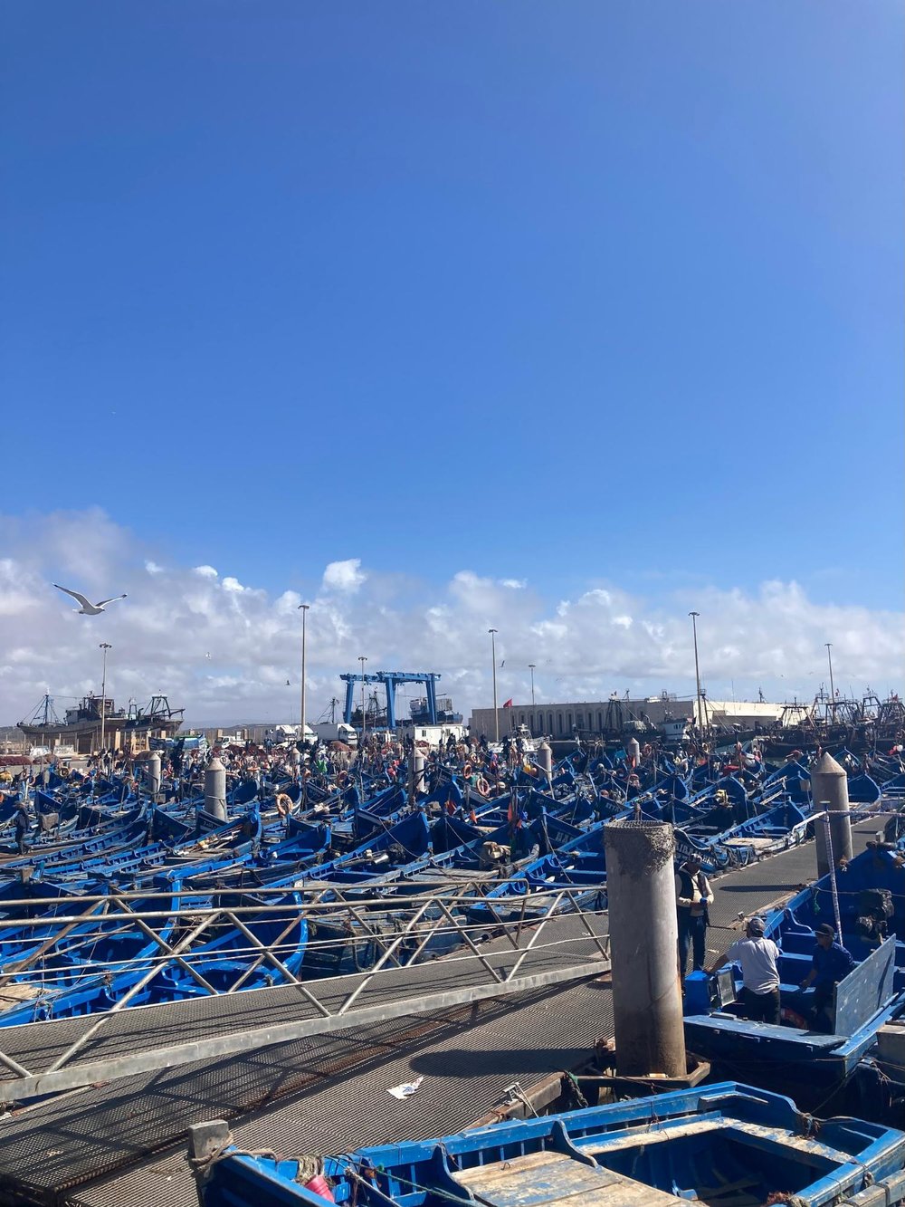 【モロッコ】もう帰りたくない!魚と世界遺産の町エッサウィラ(マラケシュから日帰りできます) エッサウィラ 船 空