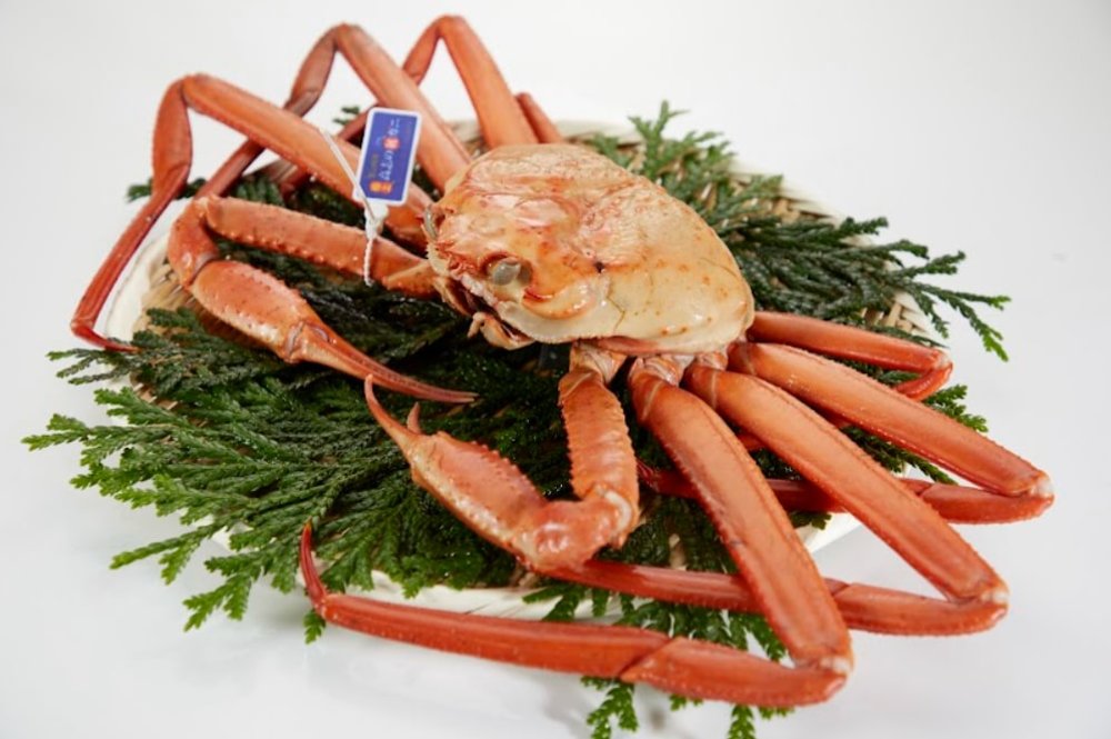 富山/高志紅楚蟹