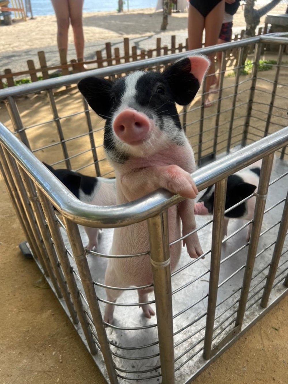 Cute piglet at Thavorn Beach Village Resort petting zoo in Phuket