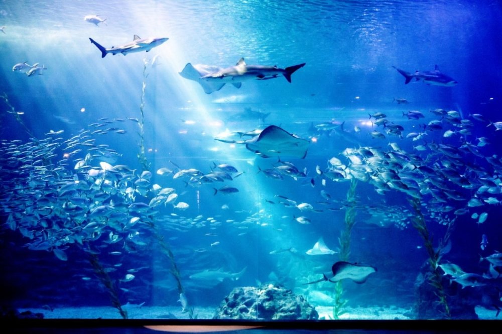 Hướng Dẫn Cách Đi Đến Thủy Cung Aqua Planet Jeju